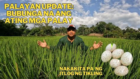 kantotan sa palayan